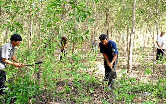 thu hồi đất giao khoán