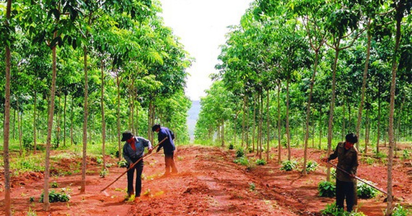 thu hồi đất giao khoán