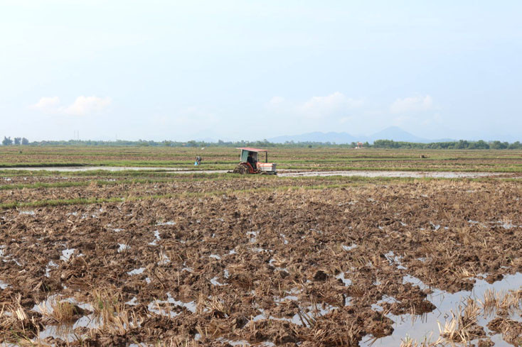 Thu hồi đất trồng lúa