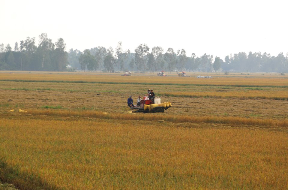 Thu hồi đất trồng lúa